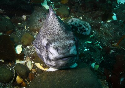 Lumpfish