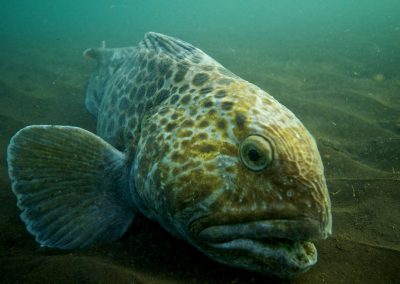 Spotted wolffish