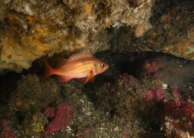 Norway redfish