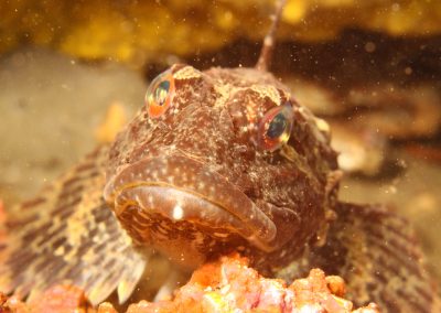 Shorthorn sculpin