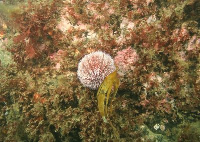 European edible sea urchin