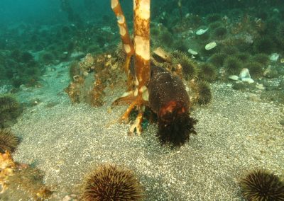 Sea cucumber