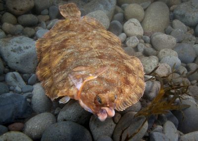 Lemon sole