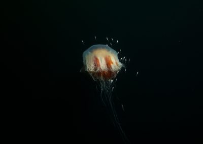 Lion’s mane jellyfish