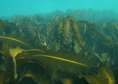 Sugar kelp