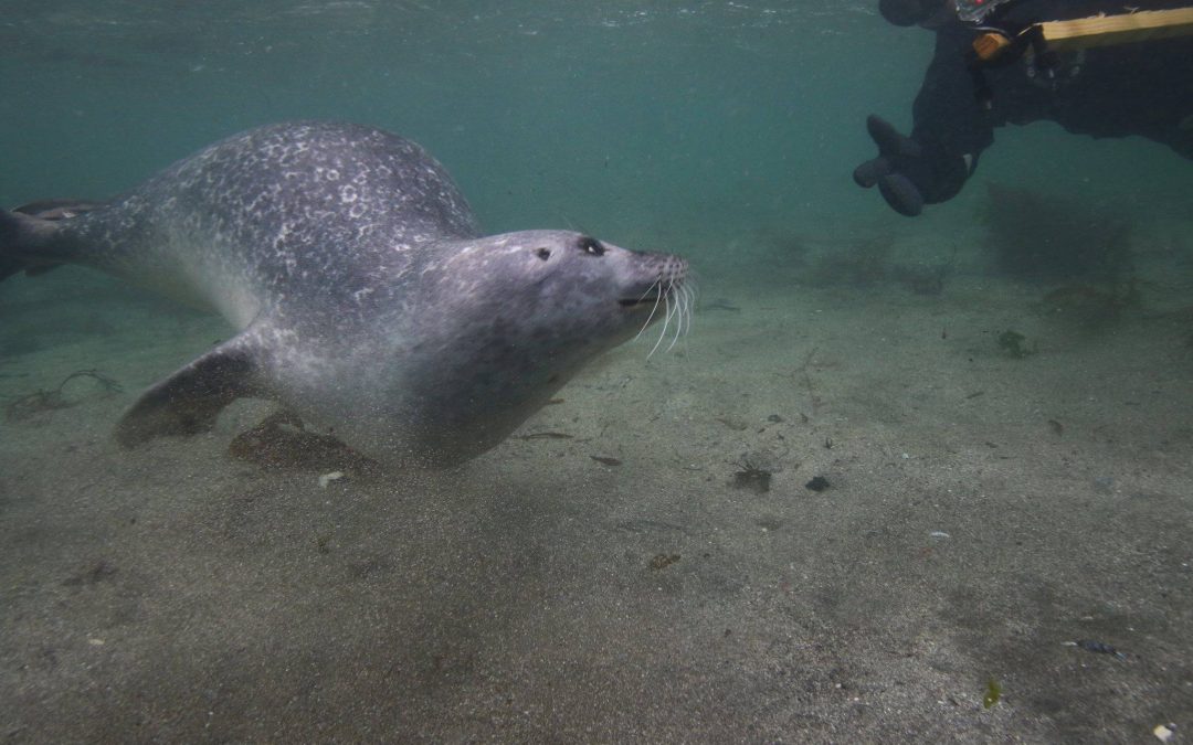 Harbour Seal