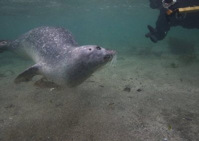 Harbour Seal