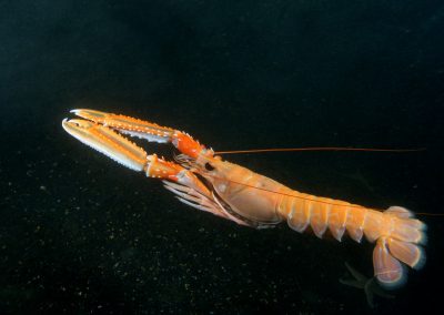 Norway lobster