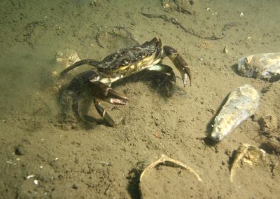 European green crab