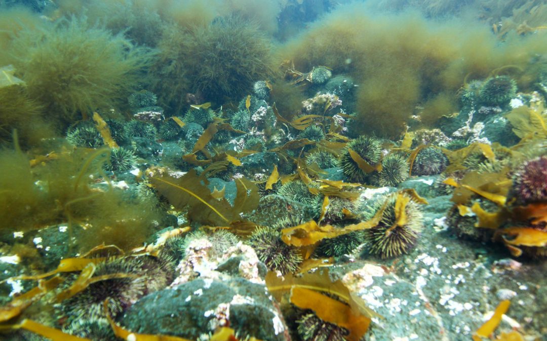 Green sea urchin