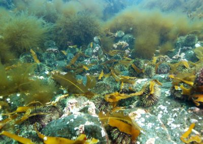 Green sea urchin