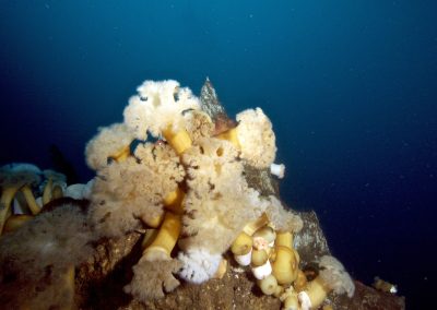 Frilled anemone