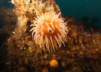 Dahlia anemone