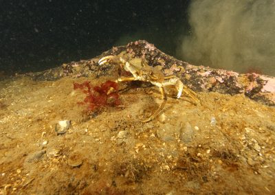 krabbadýr Trjónukrabbi
