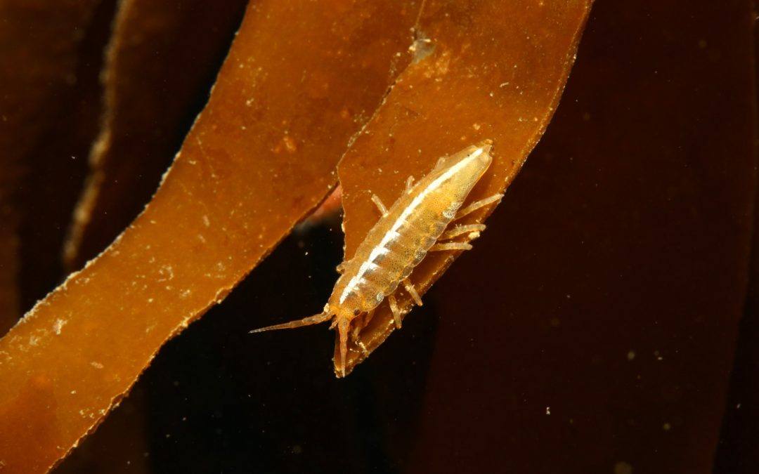 Isopods