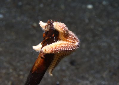 Common starfish