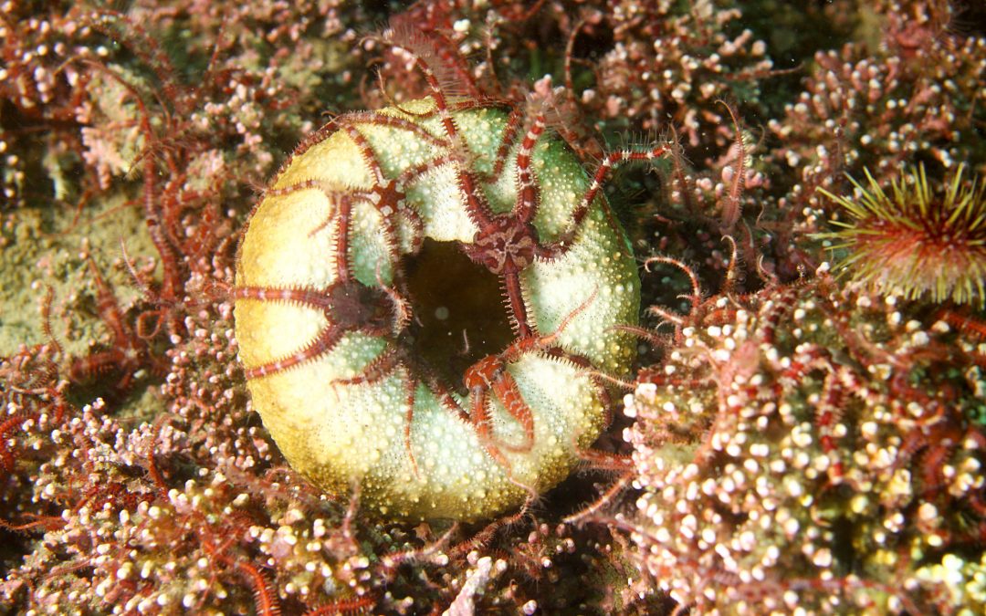 Brittle stars