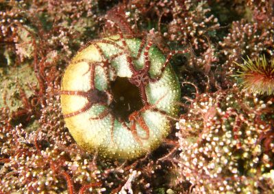 Brittle stars