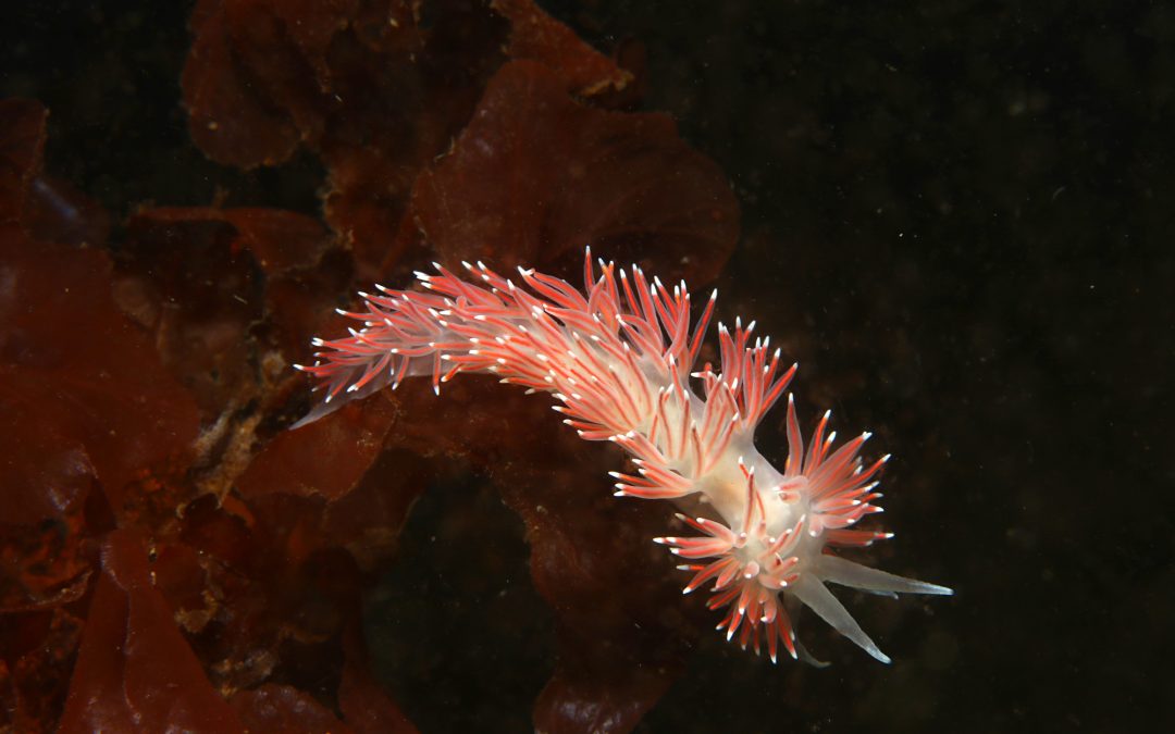 Nudibranchs