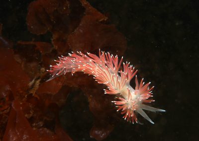 Nudibranchs