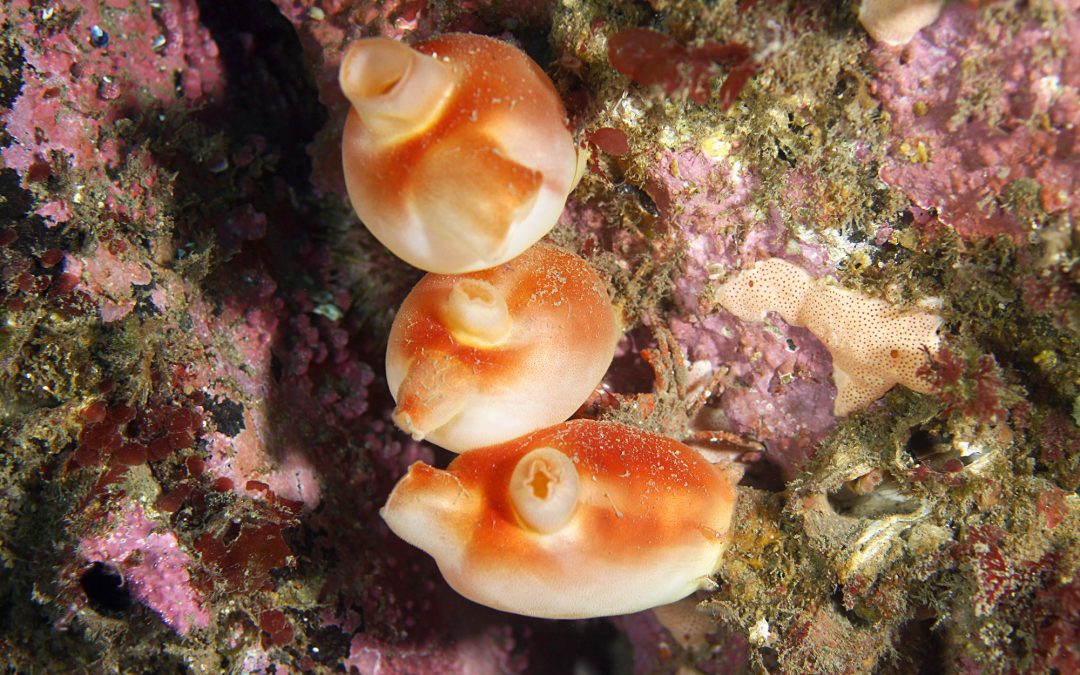 Tunicates