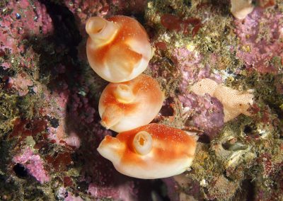 Tunicates