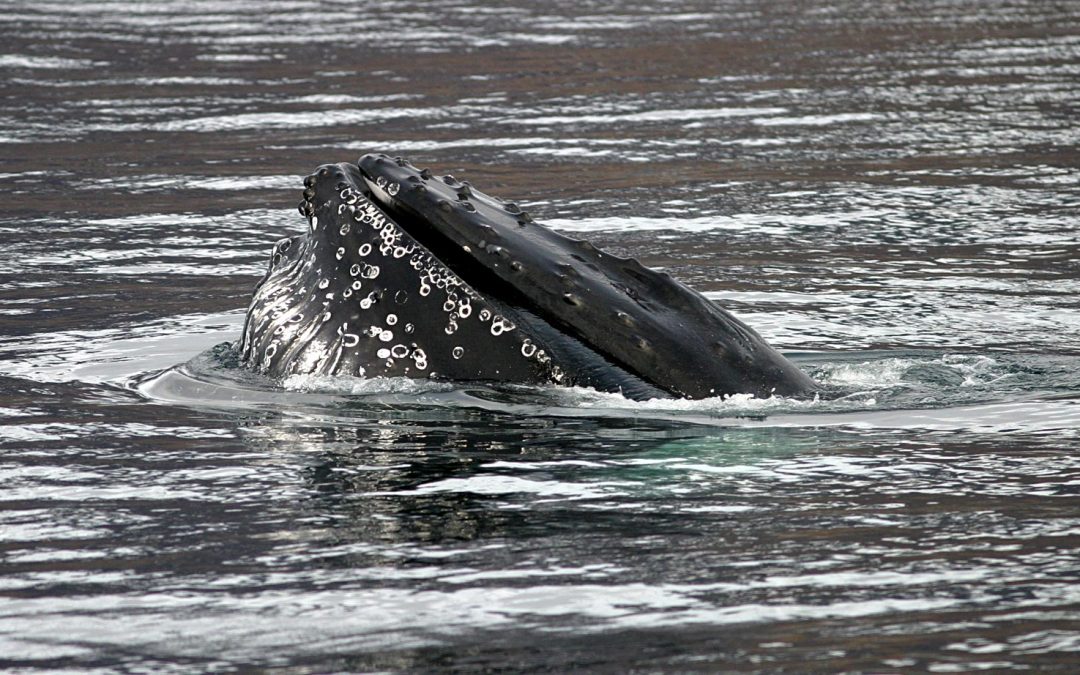 Hnúfubakur