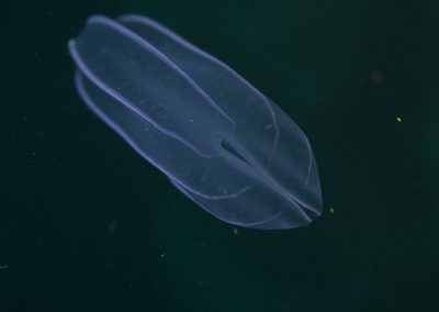 Comb jellies