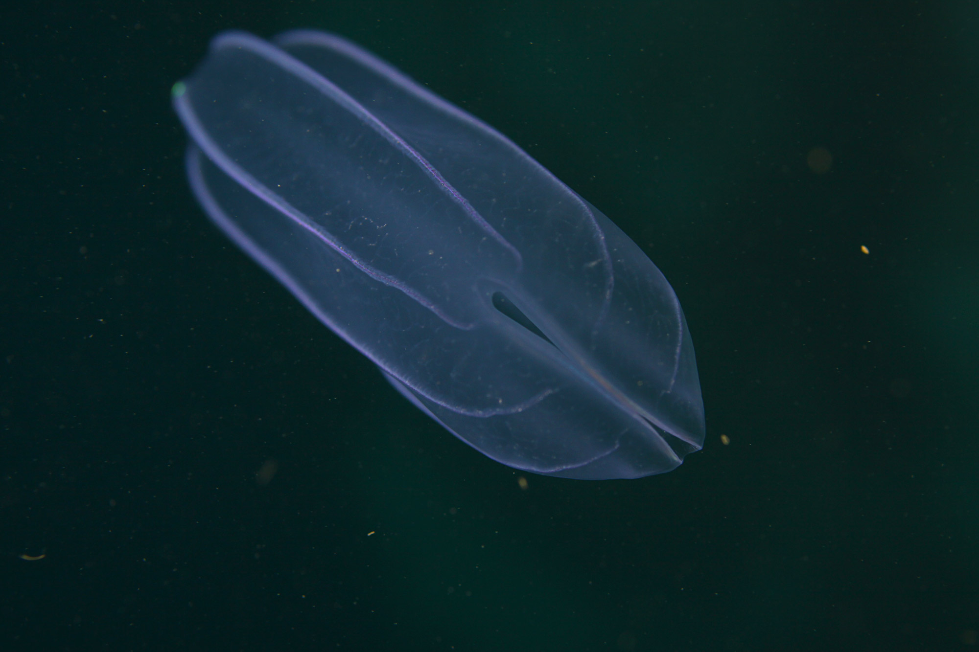 Comb jellies Sjávarlíf