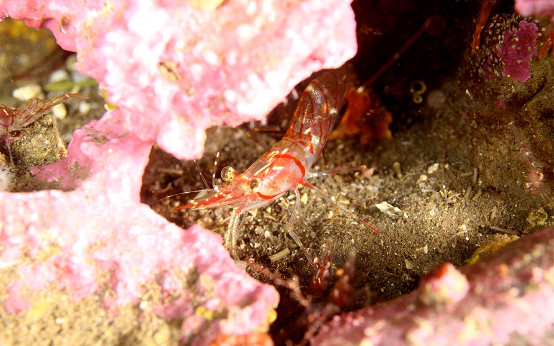 Cold-water prawns