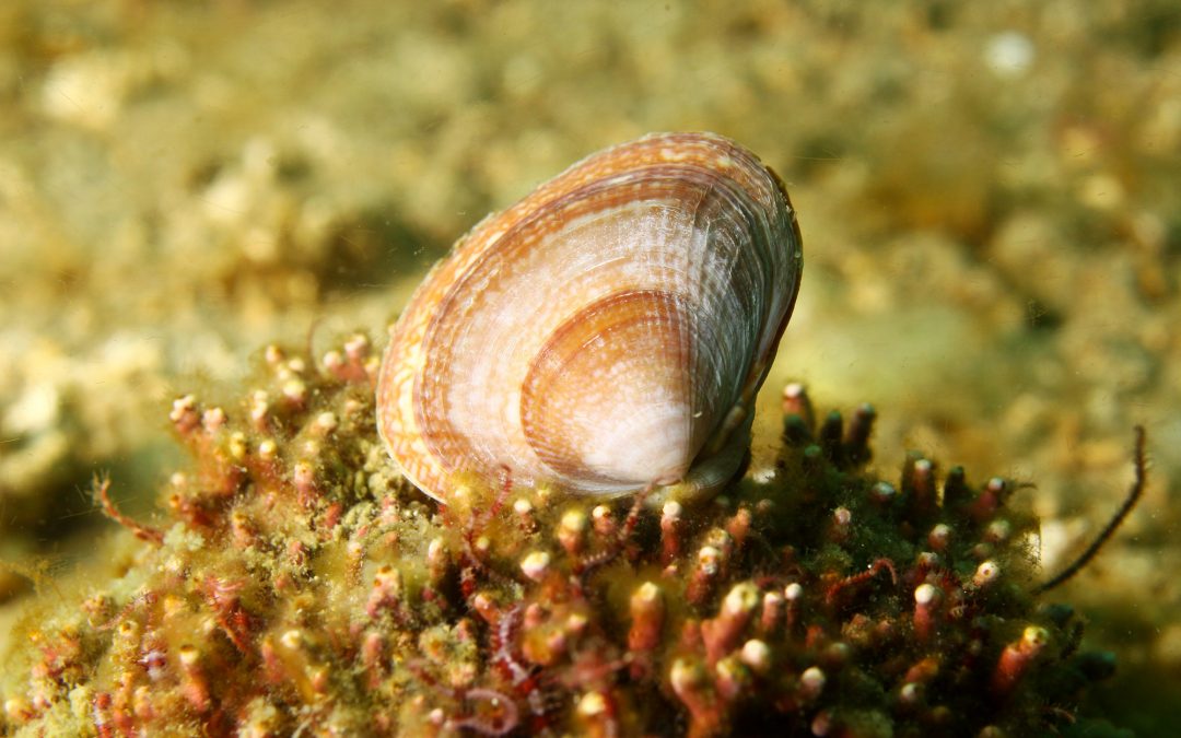 Greenland cockle