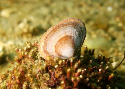 Greenland cockle