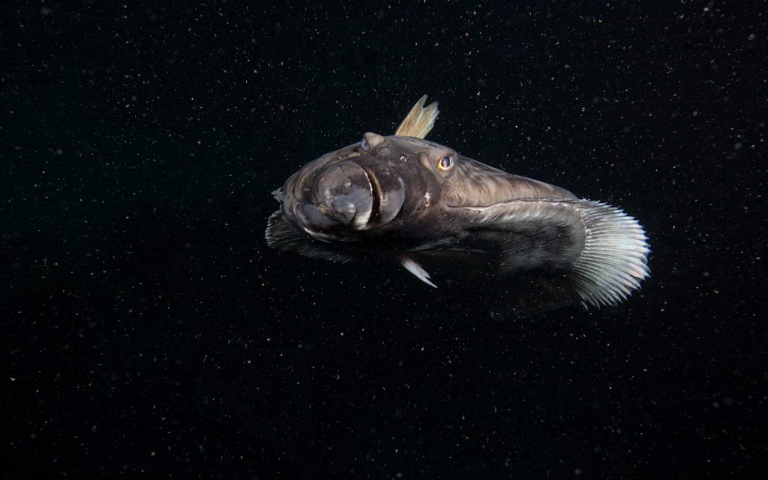 Atlantic halibut