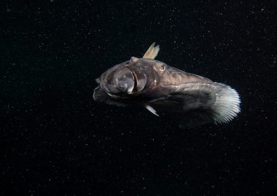 Atlantic halibut