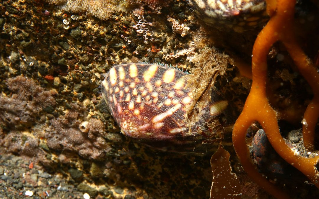 Common tortoise limpet