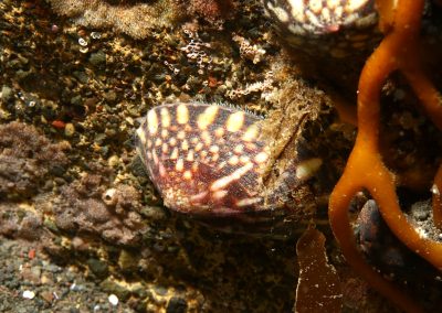 Common tortoise limpet