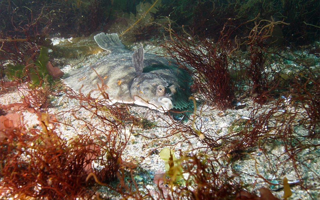 European plaice