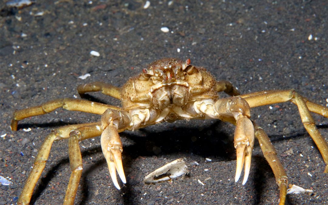 Spider crabs