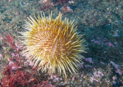 White Sea Urchin